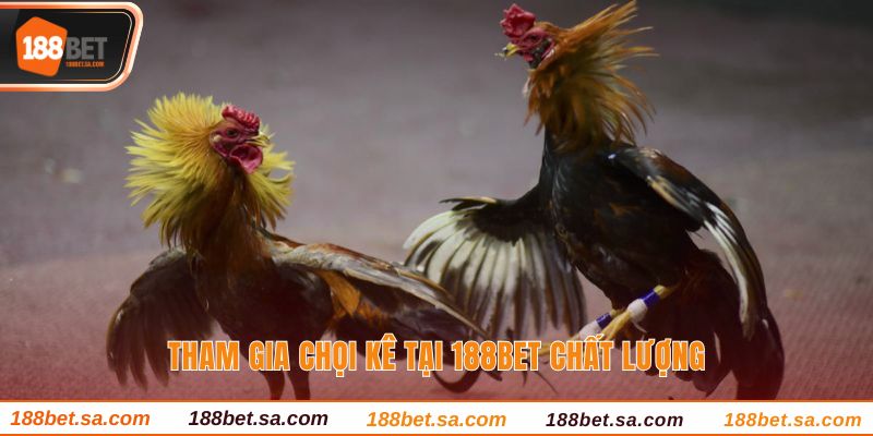 Đá Gà 188BET Sảnh Cược Uy Tín, Chất Lượng Hàng Đầu 2 Tham gia chọi kê tại 188BET chất lượng