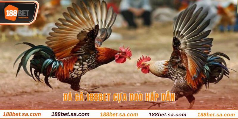 Đá Gà 188BET Sảnh Cược Uy Tín, Chất Lượng Hàng Đầu 3 Đá gà 188BET cựa dao hấp dẫn