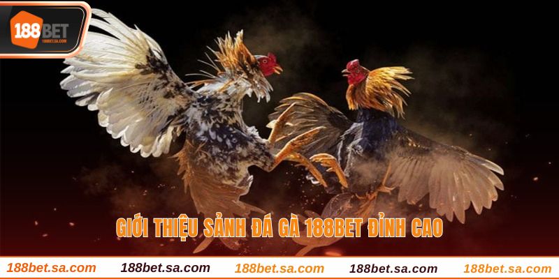 Đá Gà 188BET Sảnh Cược Uy Tín, Chất Lượng Hàng Đầu 1 Giới thiệu sảnh đá gà 188BET đỉnh cao